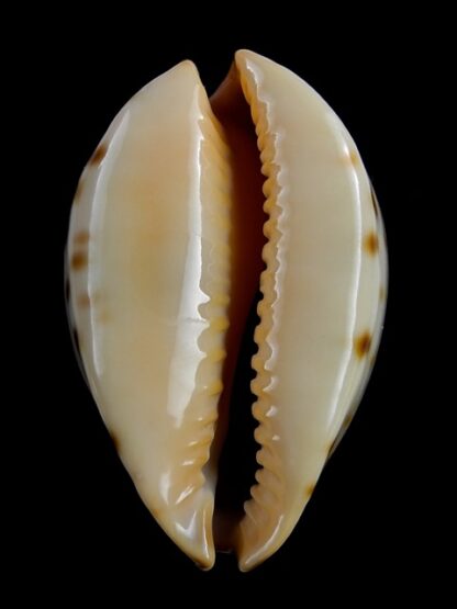 Zoila perlae perlae 42,6 mm Gem-21868