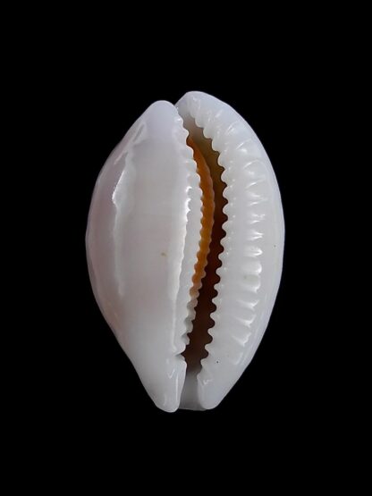 Cribrarula cribraria gravida 25,6 mm Gem-22030