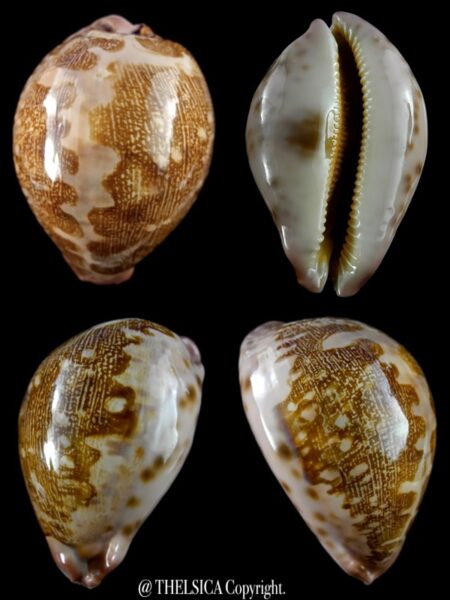 Leporicypraea viridis f. kanakinus .... THE TRUE reef mappa... 84,5 mm Gem-0