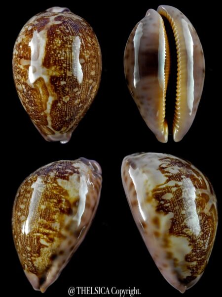Leporicypraea mappa viridis montrouzieri 68,5 mm Gem-0