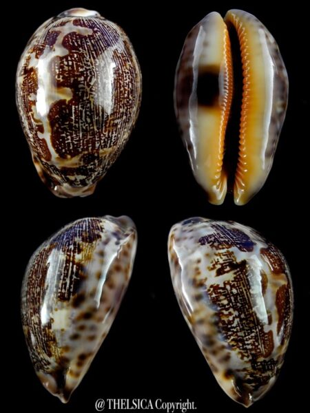 Leporicypraea viridis ...SP.. 64,8 mm Gem-0