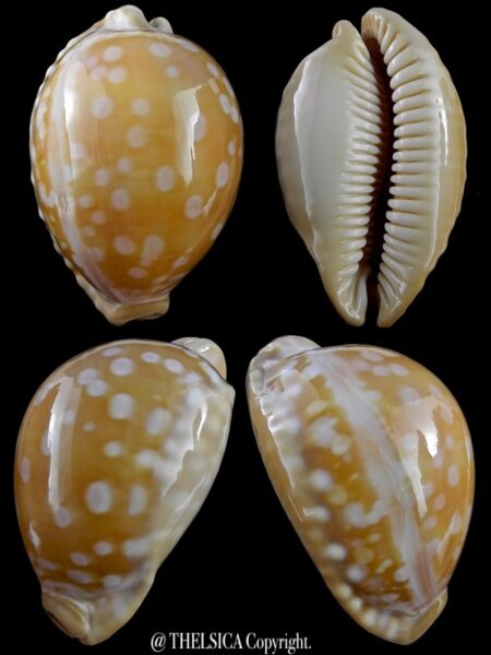 Lyncina leucodon 80,9 mm F+++/Gem-0