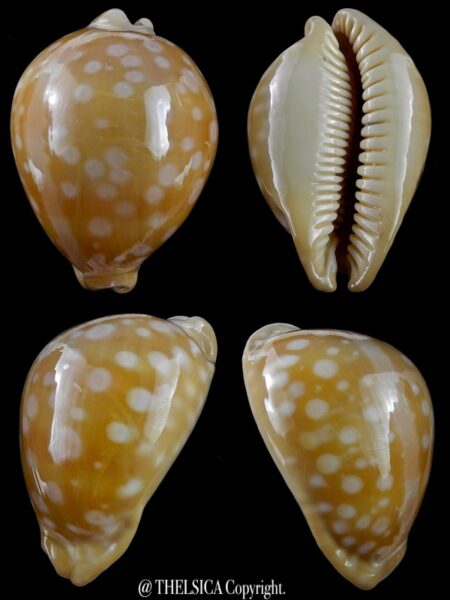 Lyncina leucodon 79 mm Gem (-)-0