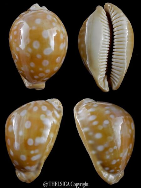Lyncina leucodon 80 mm Gem (-)-0
