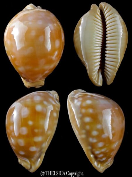 Lyncina leucodon 82 mm Gem (-)-0