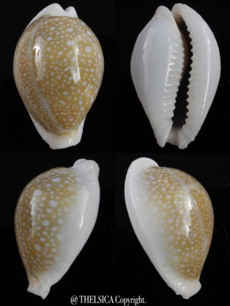 Naria miliaris 39,2 mm Gem-0