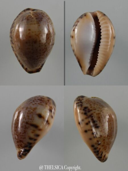 Notocypraea declivis dennyorum 18,8 mm F+++/Gem-0