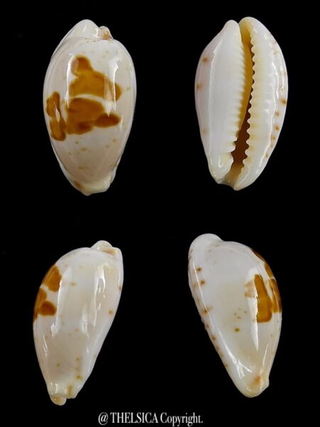 Palmadusta saulae nugata crakei 17,4 mm Gem-0