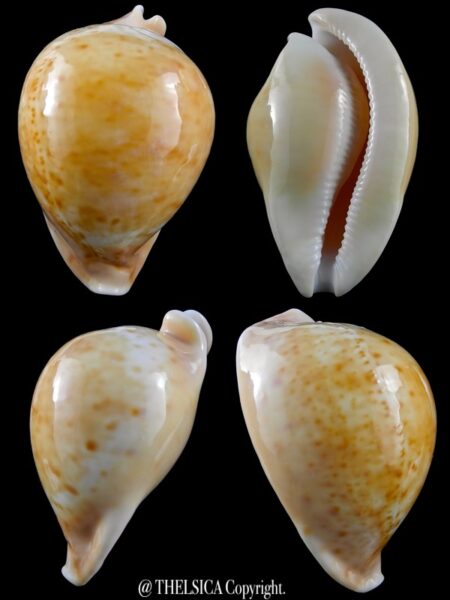 Umbilia armeniaca armeniaca 102,5 mm Gem-0