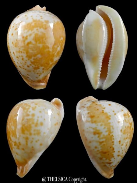 Umbilia armeniaca armeniaca 78,7 mm Gem (-)-0