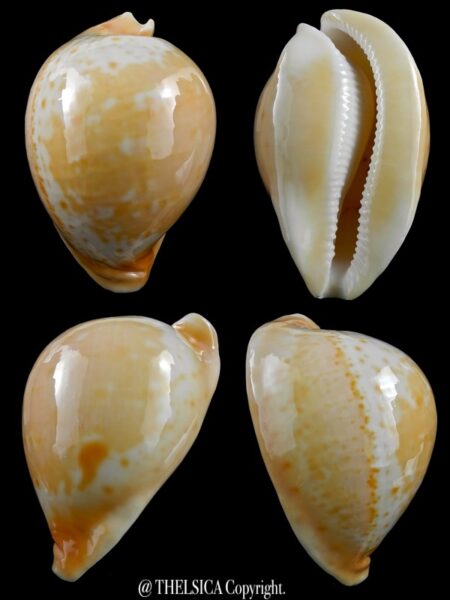 Umbilia armeniaca armeniaca 81,5 mm Gem-0