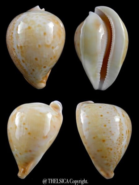 Umbilia armeniaca armeniaca 82,7 mm Gem-0