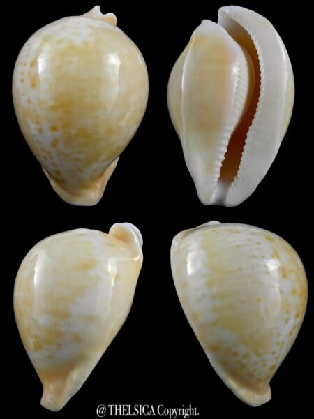 Umbilia armeniaca armeniaca 83,7 mm Gem-0