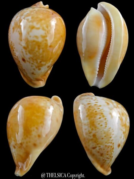 Umbilia armeniaca armeniaca 84,7 mm Gem-0