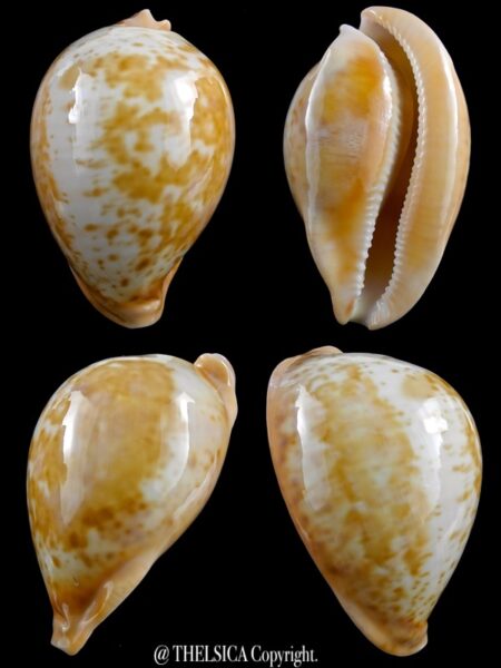 Umbilia armeniaca armeniaca 89,3 mm Gem-0