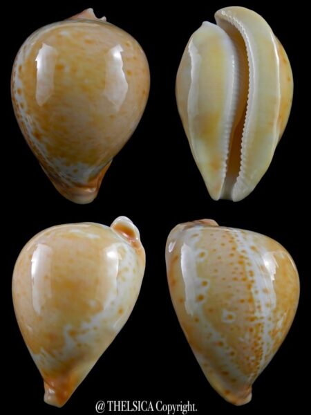 Umbilia armeniaca armeniaca 90,9 mm Gem-0