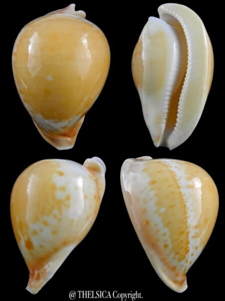 Umbilia armeniaca armeniaca 91,9 mm Gem-0