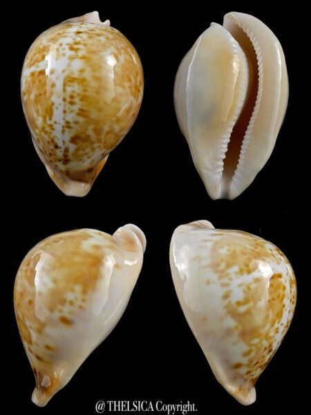 Umbilia armeniaca westralica 74,4 mm Gem-0