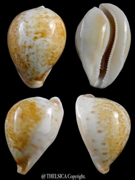 Umbilia armeniaca westralica 76,7 mm Gem-0