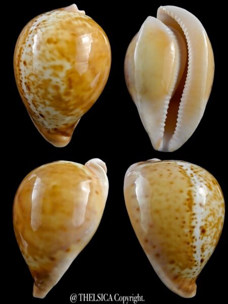 Umbilia armeniaca westralica 81,8 mm Gem-0