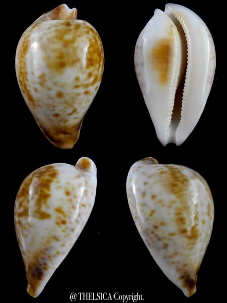 Umbilia hesitata suprastrata 85,9 mm F+++ / Gem 77 grms-0