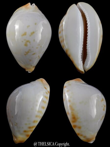 Zoila friendii kostini..SP shape... 65 mm Gem-0