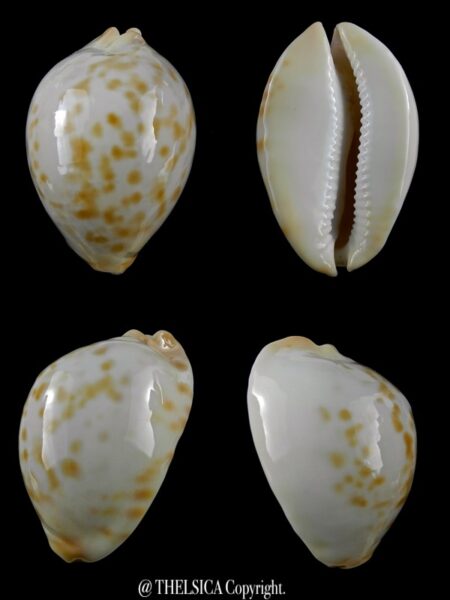 Zoila jeaniana aurata ...DWARF... 56,4 mm Gem-0
