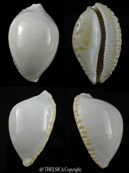 Zoila marginata ketyana lutea ..DWARF... 47,5 mm Gem-0
