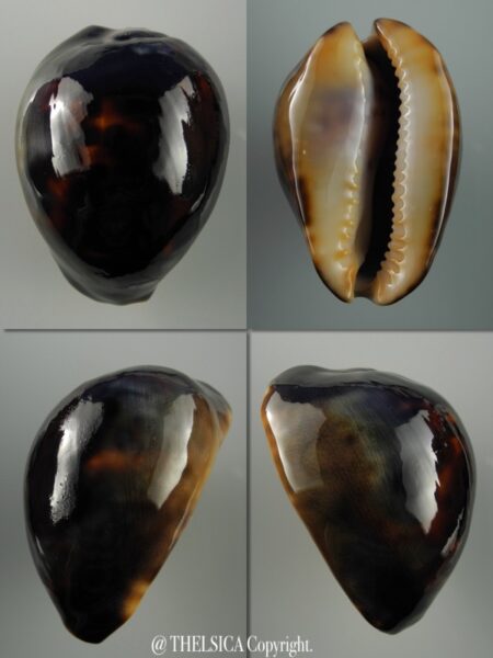 Zoila venusta episema sorrentensis ...BLACK.. 56,7 mm F+++/Gem-0