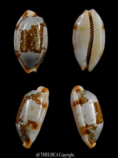 Bistolida stolida rubiginosa 24,5 mm Gem-0
