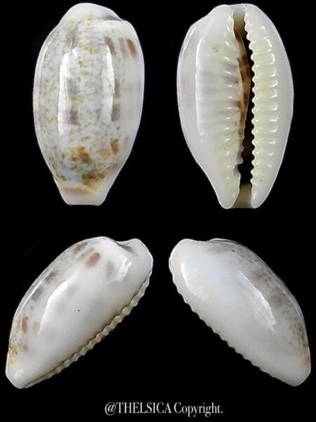 Blasicrura interrupta 16,4 mm Gem-0
