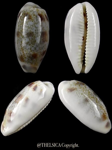 Blasicrura interrupta 19,3 mm Gem-0