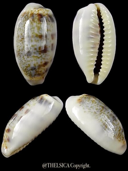 Blasicrura interrupta 19,6 mm Gem-0