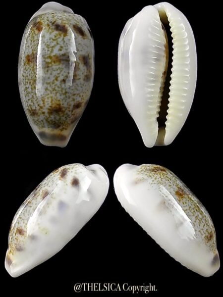 Blasicrura interrupta 21,9 mm Gem-0