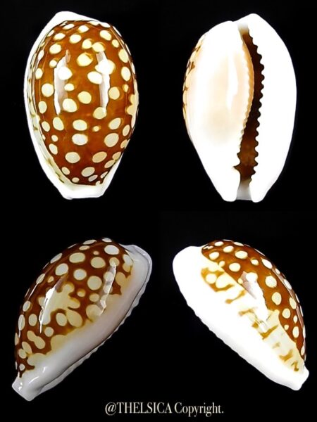 Cribrarula comma comma 20,5 mm Gem-0