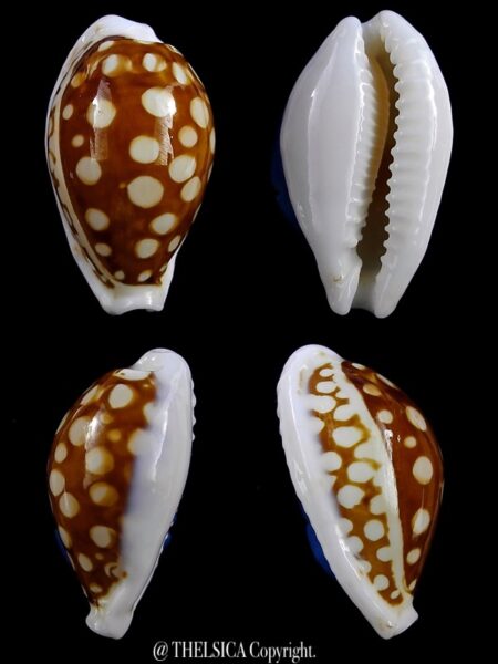 Cribrarula cribraria australiensis 26,5 mm Gem-0