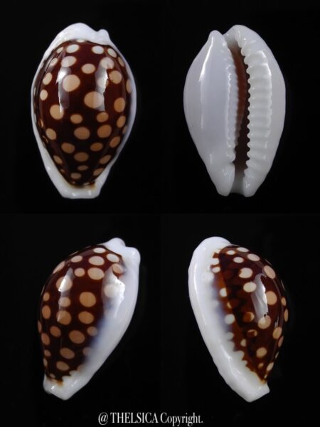 Cribrarula exmouthensis magnifica 26,4 mm Gem-0