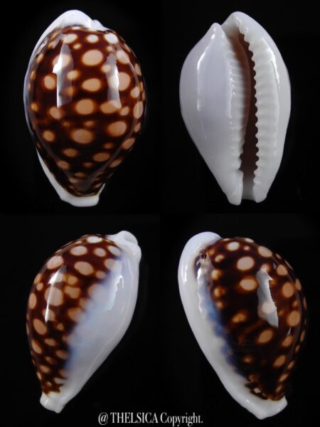 Cribrarula exmouthensis magnifica 33,8 mm Gem-0