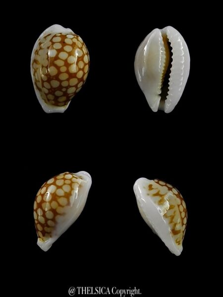 Cribrarula toliaraensis 14,1 mm Gem-0