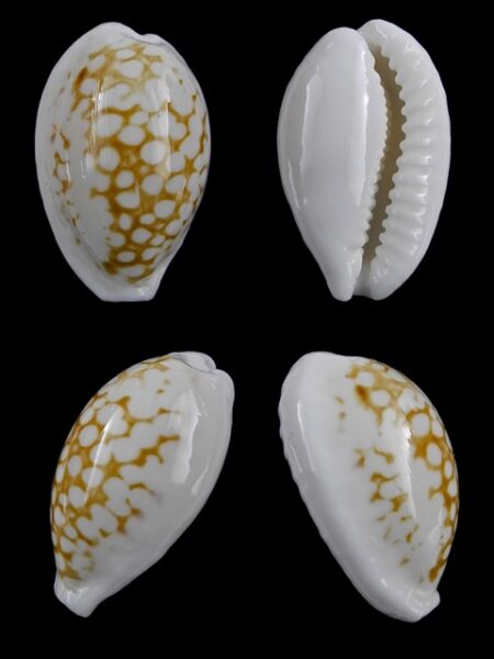 Cribrarula cribraria gravida 28 mm Gem-0