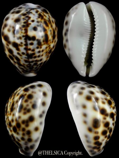 Cypraea tigris "DWARF" 53,5 mm Gem-0