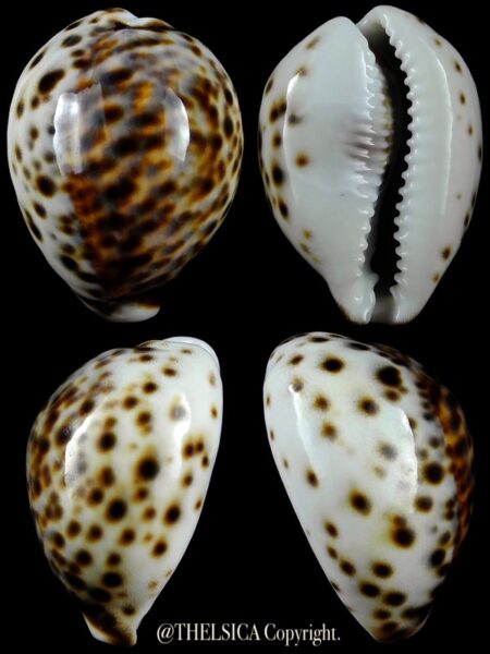Cypraea tigris "DWARF" 53,9 mm Gem-0