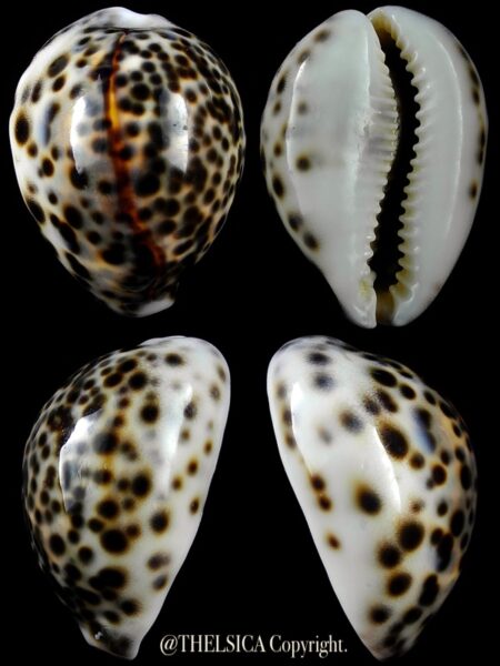 Cypraea tigris "DWARF" 54,2 mm Gem-0