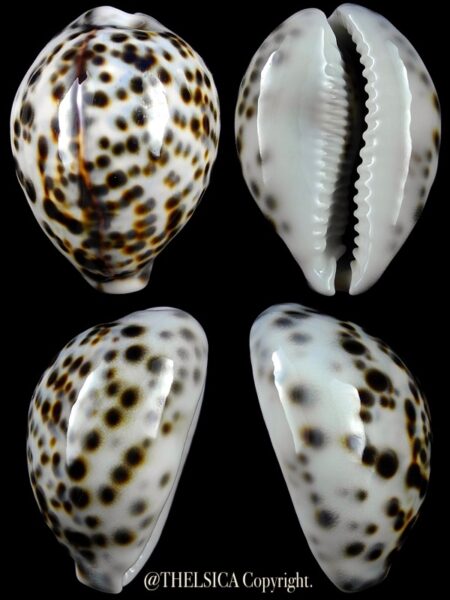 Cypraea tigris "DWARF" 56,7 mm Gem-0