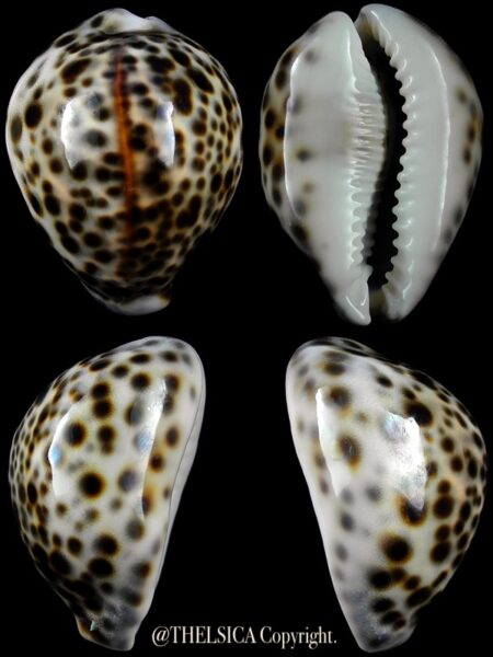 Cypraea tigris "DWARF" 56,8 mm Gem-0