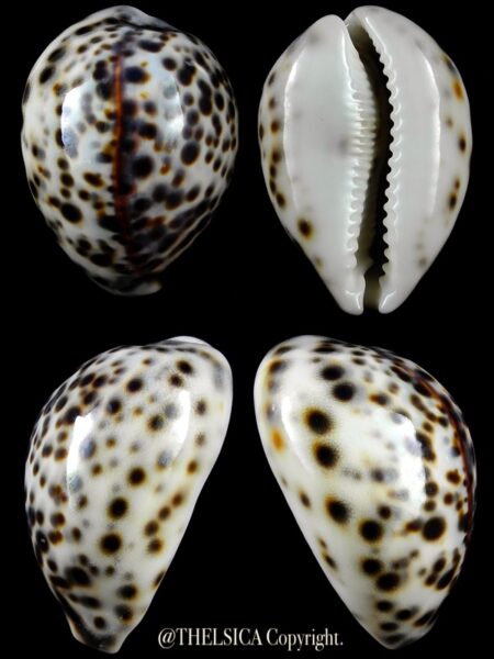 Cypraea tigris "DWARF" 59,7 mm Gem-0