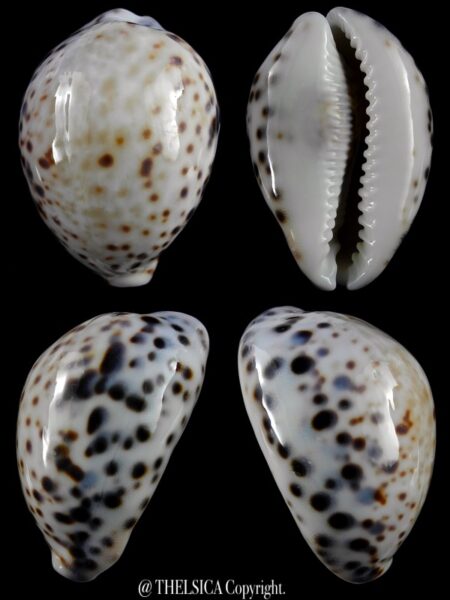 Cypraea tigris pardalis 85,4 mm Gem-0