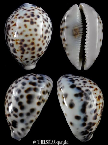 Cypraea tigris pardalis 91,2 mm Gem-0