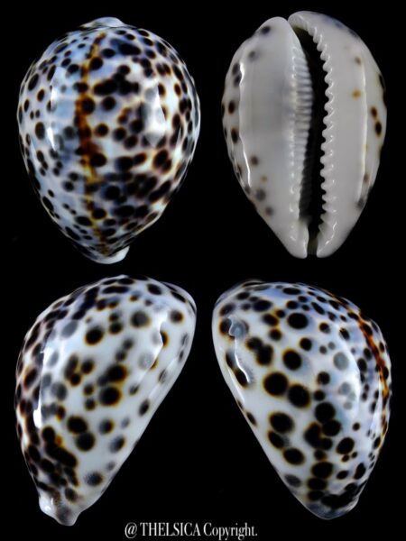 Cypraea tigris tigris ... BLUE...90,5 mm Gem-0