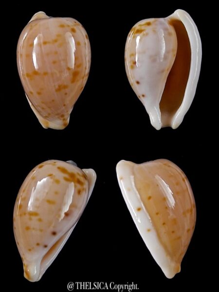 Cypraeovula edentula 18,1 mm Gem-0